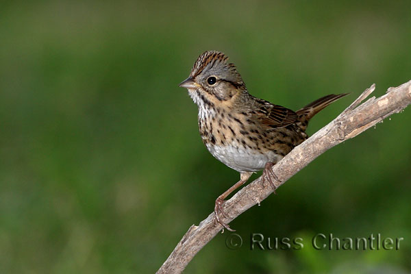 Lincoln's Sparrow © Russ Chantler